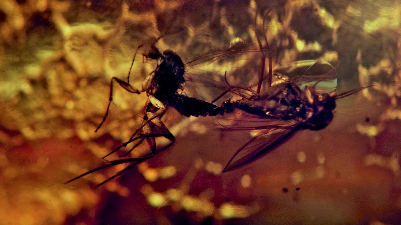 Pierre Huyghe, De-Extinction, 2014